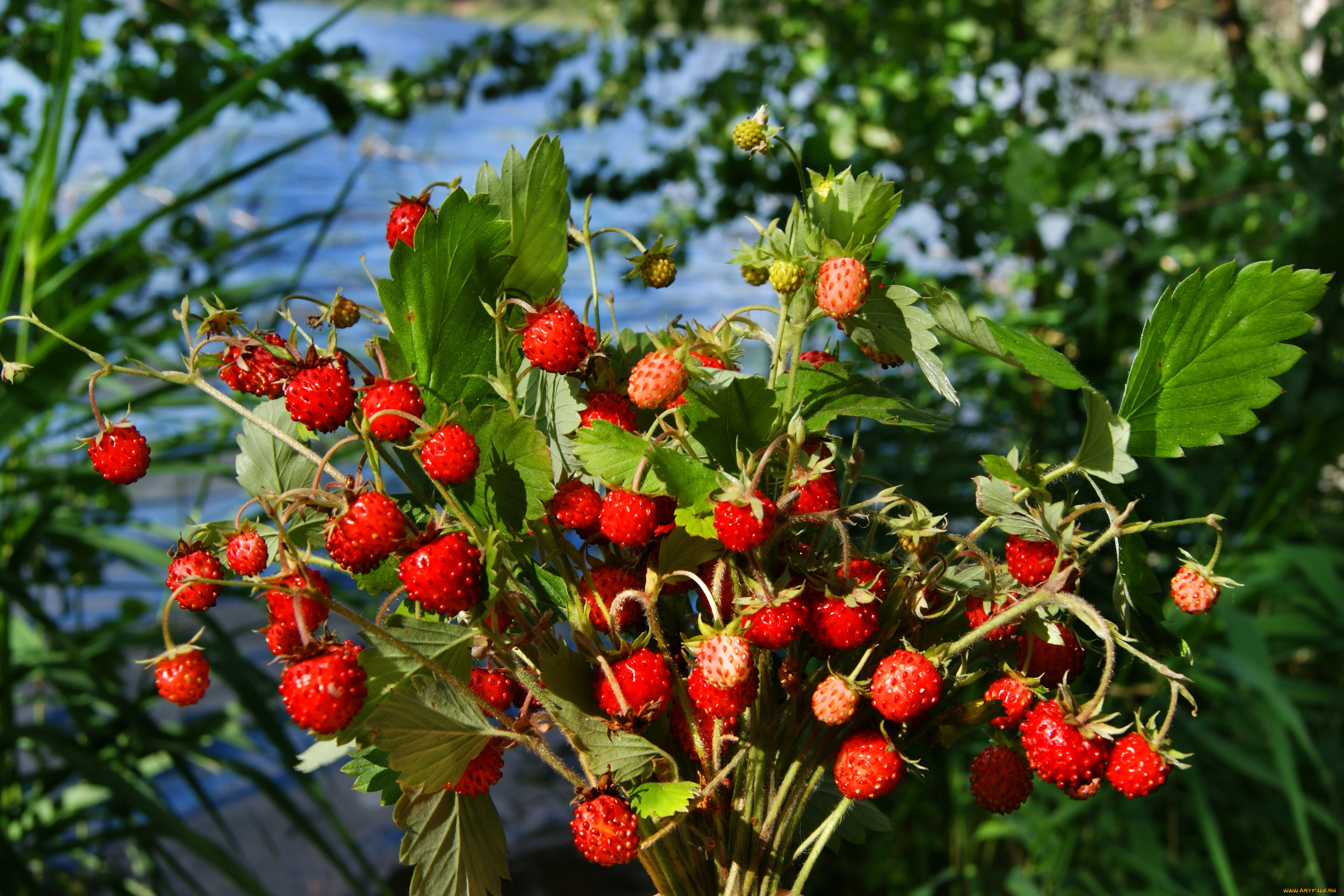 Клубника Лесная